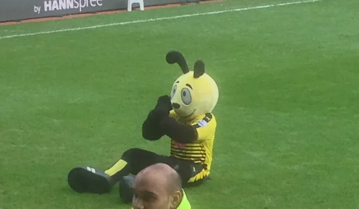Linh vật Harry The Hornet của Watford FC, khuấy động không khí tại sân Vicarage Road